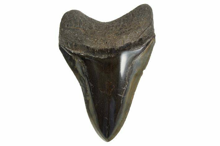Fossil Megalodon Tooth - Polished Blade #321119